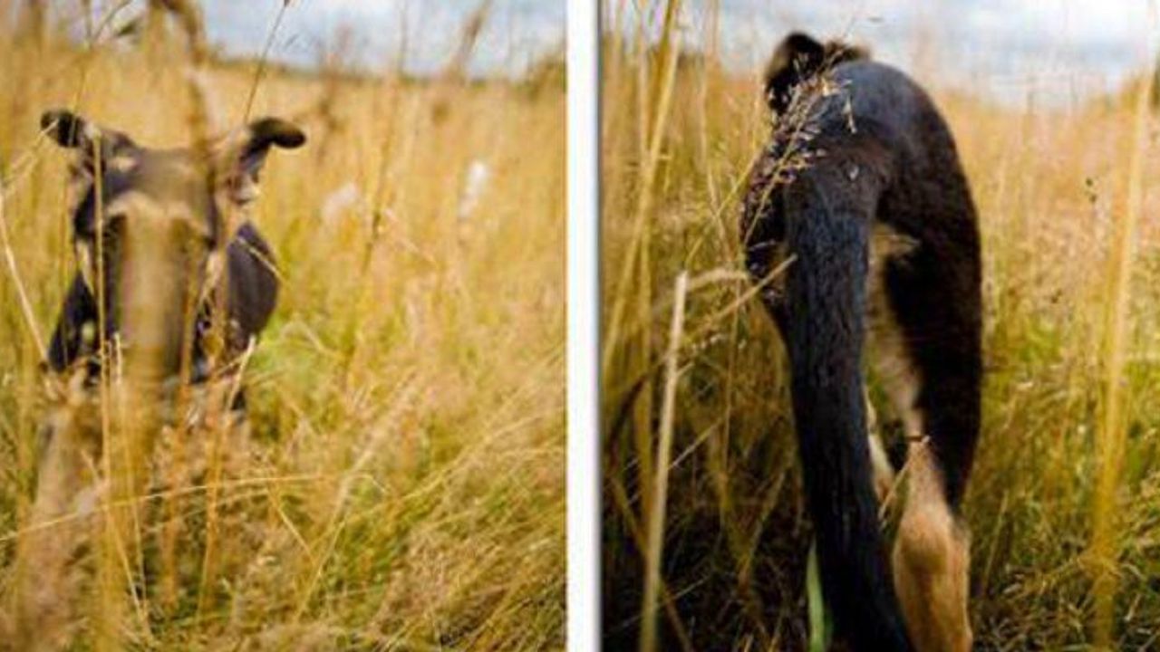 Hangi Hayvan Dünyayı Nasıl Görüyor?