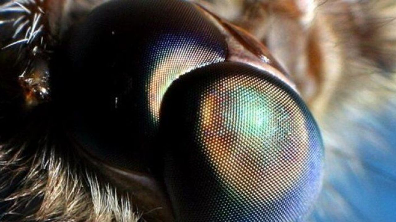 Güveler Enerji Kaynaklarının Geleceğine Yön Veriyor