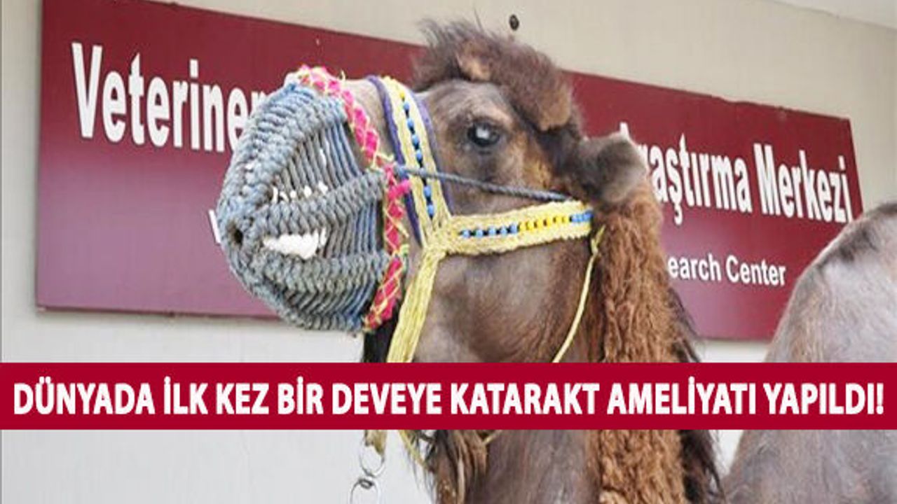 Dünyada İlk Kez Bir Deveye Katarakt Ameliyatı Yapıldı!
