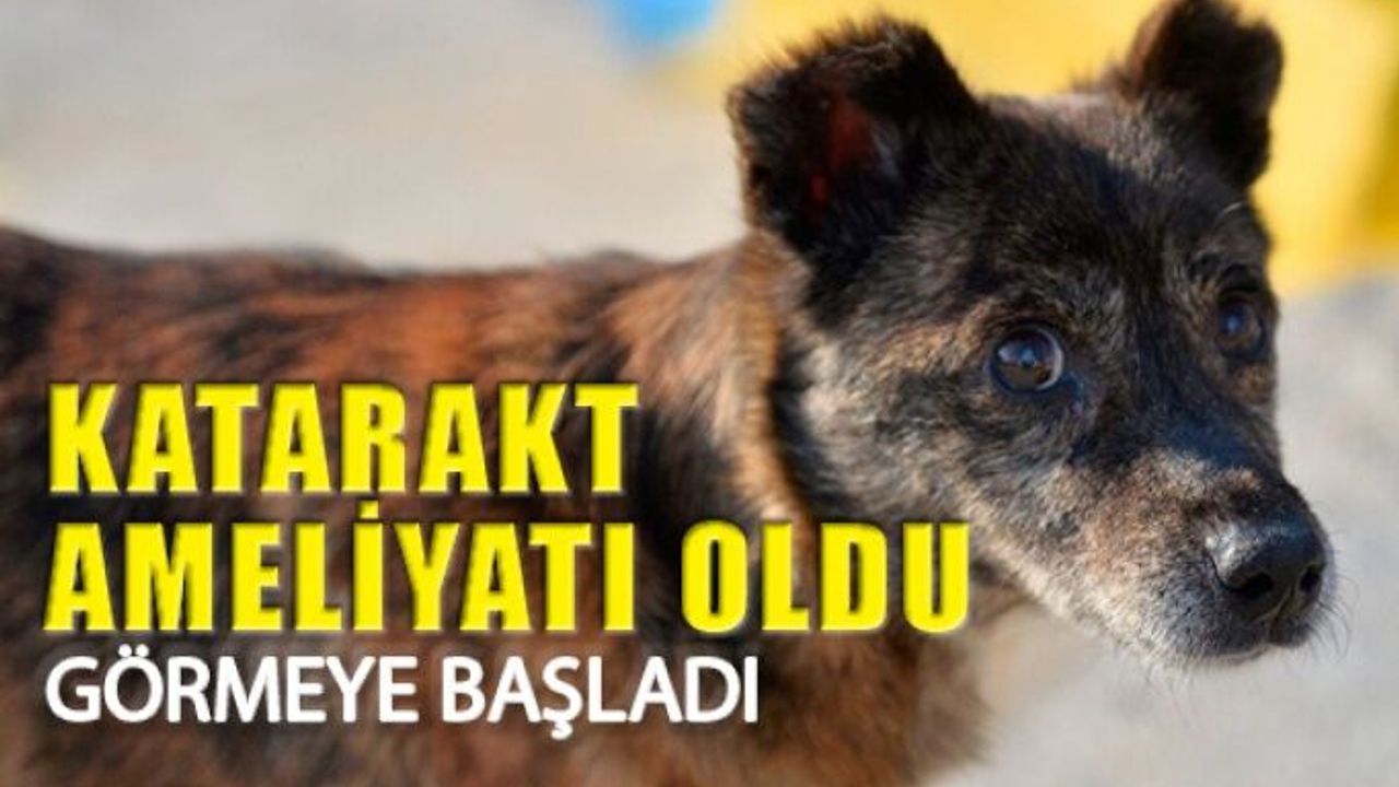 Mardin’de Ayaz Köpeğe Katarakt Ameliyatı Yapıldı