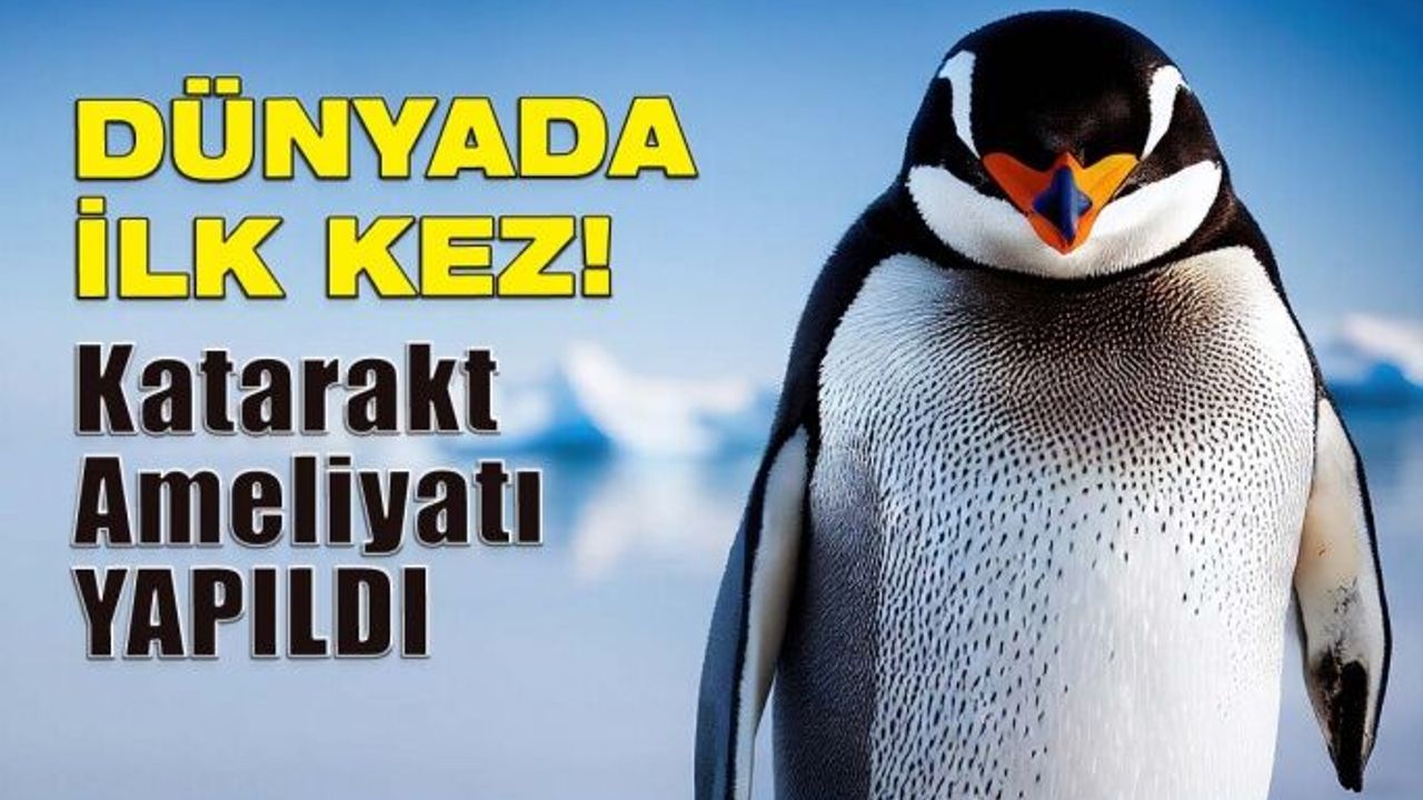 Dünyada İlk Kez Penguenlere Katarakt Ameliyatı İle Özel Üretim Lensler Takıldı!