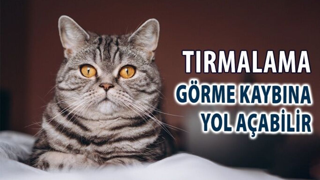 Kedi Tırmalaması Görme Kaybına Yol Açabilir