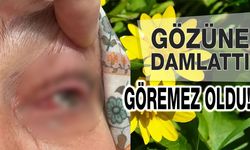 Kırlangıç Otu Kör Ediyordu! Göremez Hale Getirdi