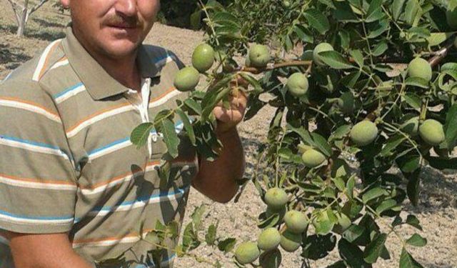 Alperen Fidancılık