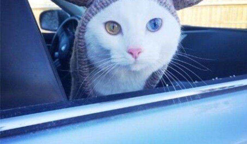 İki Farklı Göz Rengine Sahip Hayvanlar