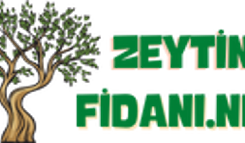 Zeytin Fidanı